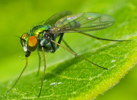 Condylostylus sp.